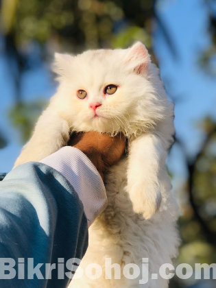 Traditional Persian male and female kitten